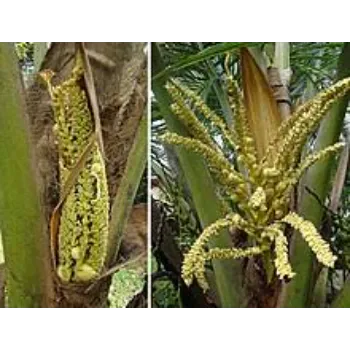 Most Popular Coconut Plant